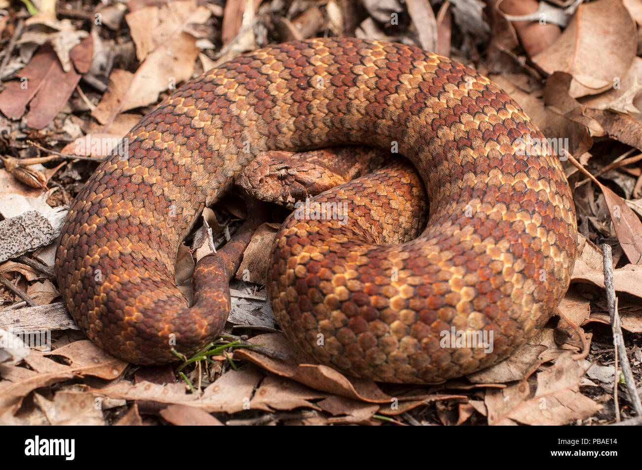 Le sud de death adder (Acanthophis antarcticus) Darling Range, le sud de l'Australie de l'Ouest, avril. D'espèces venimeuses dangereusement. Banque D'Images
