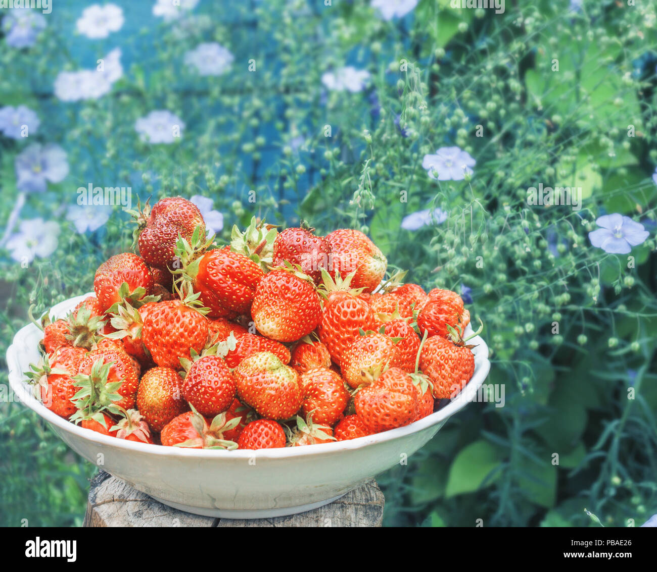 Frais rouge fraise mûre et bleu de jolies fleurs de lin à fleurs Banque D'Images