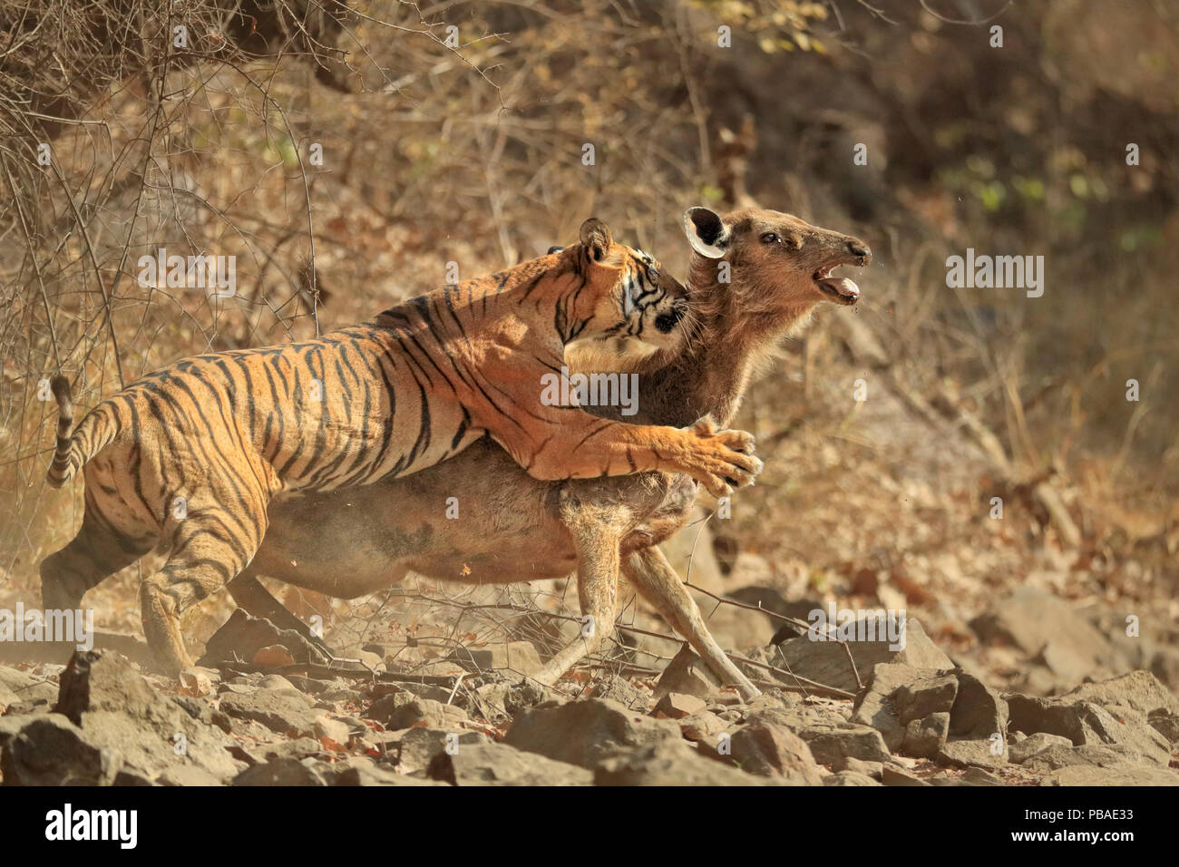 Tigre du Bengale (Panthera tigris tigris) femmes 'Noor T19' réduire cerfs Sambar (Rusa unicolor) Ranthambhore, Inde. 6 séquence de 18 ans. Banque D'Images