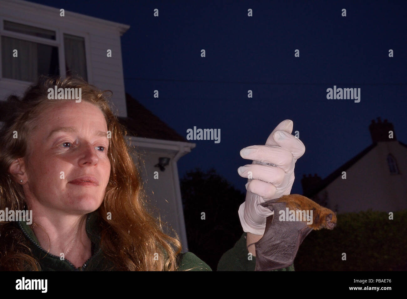 Pickering Samantha prépare à libérer un pipistelle commune (Pipistrellus pipistrellus) bat dans son jardin après qu'il a été sauvé et localement à reabilitatated pleinement son sanctuaire de chauves-souris, North Devon Bat Soins, Barnstaple, Devon, Royaume-Uni, juin 2016. Parution du modèle Banque D'Images