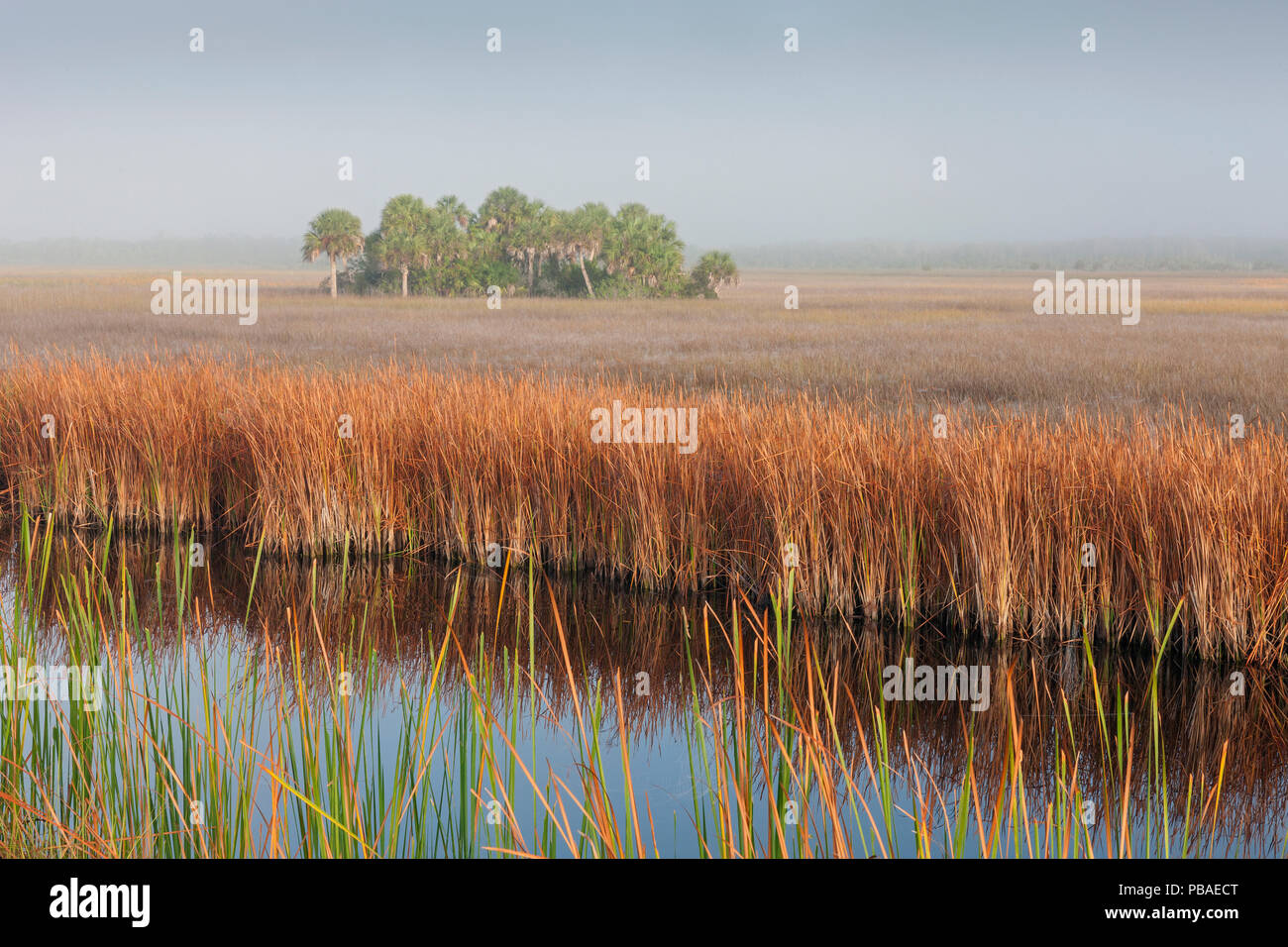 Swamp sawgrass (Cladium mariscus) Région des prairies et chou palmiste Sabal palmetto (île) dans la brume, Big Cypress National Preserve, Everglades, Florida, USA, janvier 2015. Banque D'Images Swamp sawgrass (Cladium mariscus) Région des prairies et chou palmiste Sabal palmetto (île) dans la brume, Big Cypress National Preserve, Everglades, Florida, USA, janvier 2015. Banque D'Images