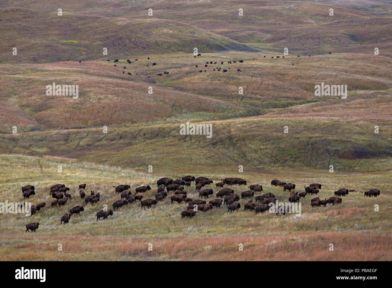 Le bison d'Amérique (Bison bison) troupeau d'adultes et de veaux sur prairie, le Dakota du Sud, USA Septembre 2014. Banque D'Images