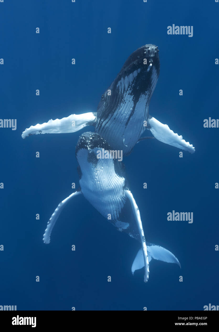 Les baleines à bosse (Megaptera novaeangliae) engagés dans la cour, avec l'homme planant au-dessus de la femelle. Vava'u, Tonga, l'océan Pacifique. Banque D'Images