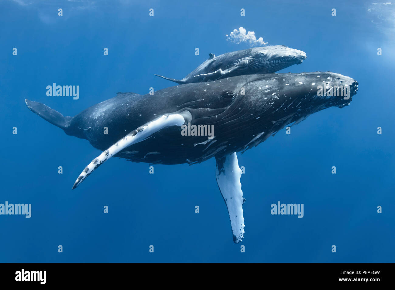 Baleine à bosse (Megaptera novaeangliae) Tahafa "veau" avec des hommes blessés et marqué de la nageoire pectorale, corps avec la mère. Vava'u, Tonga, l'océan Pacifique. Banque D'Images