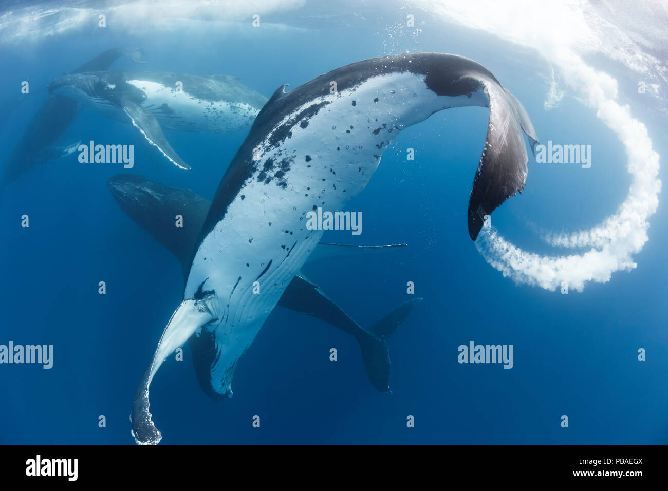 Les baleines à bosse (Megaptera novaeangliae) dans un terme, avec six mâles en compétition pour l'attention d'une femme qui a déjà un veau. Vava'u, Royaume des Tonga Banque D'Images