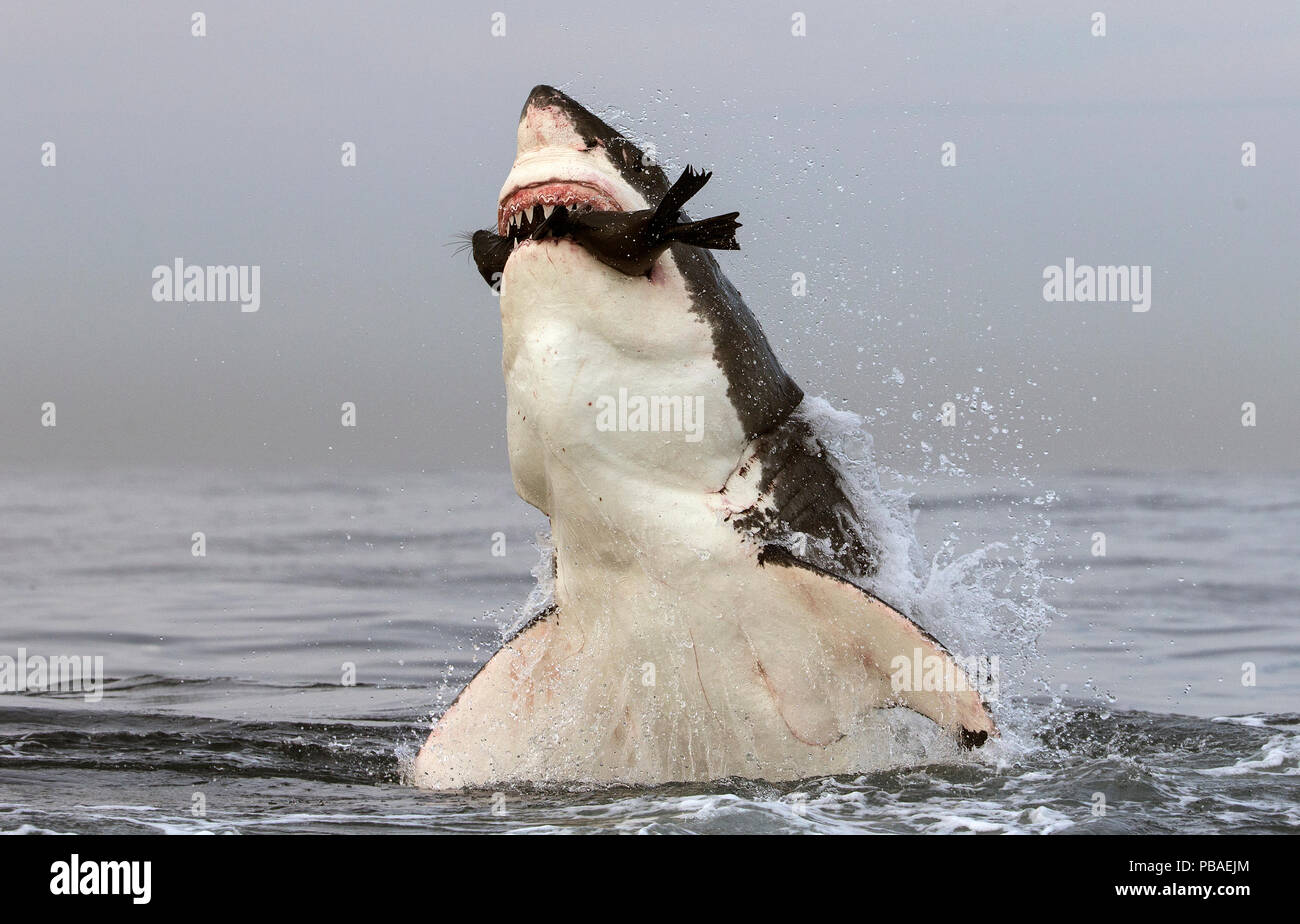 Grand requin blanc (Carcharodon carcharias) sautant hors de l'eau d'étanchéité sont antérieurs, Seal Island, False Bay, Afrique du Sud, juillet. Banque D'Images