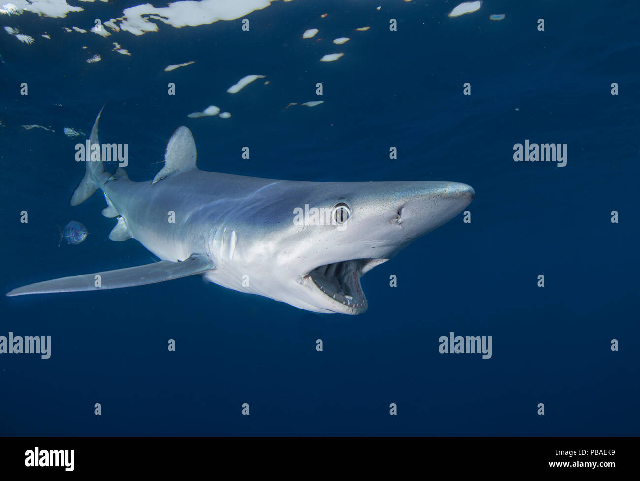 Le requin bleu (Prionace glauca), Le Cap, Afrique du Sud, février. Banque D'Images