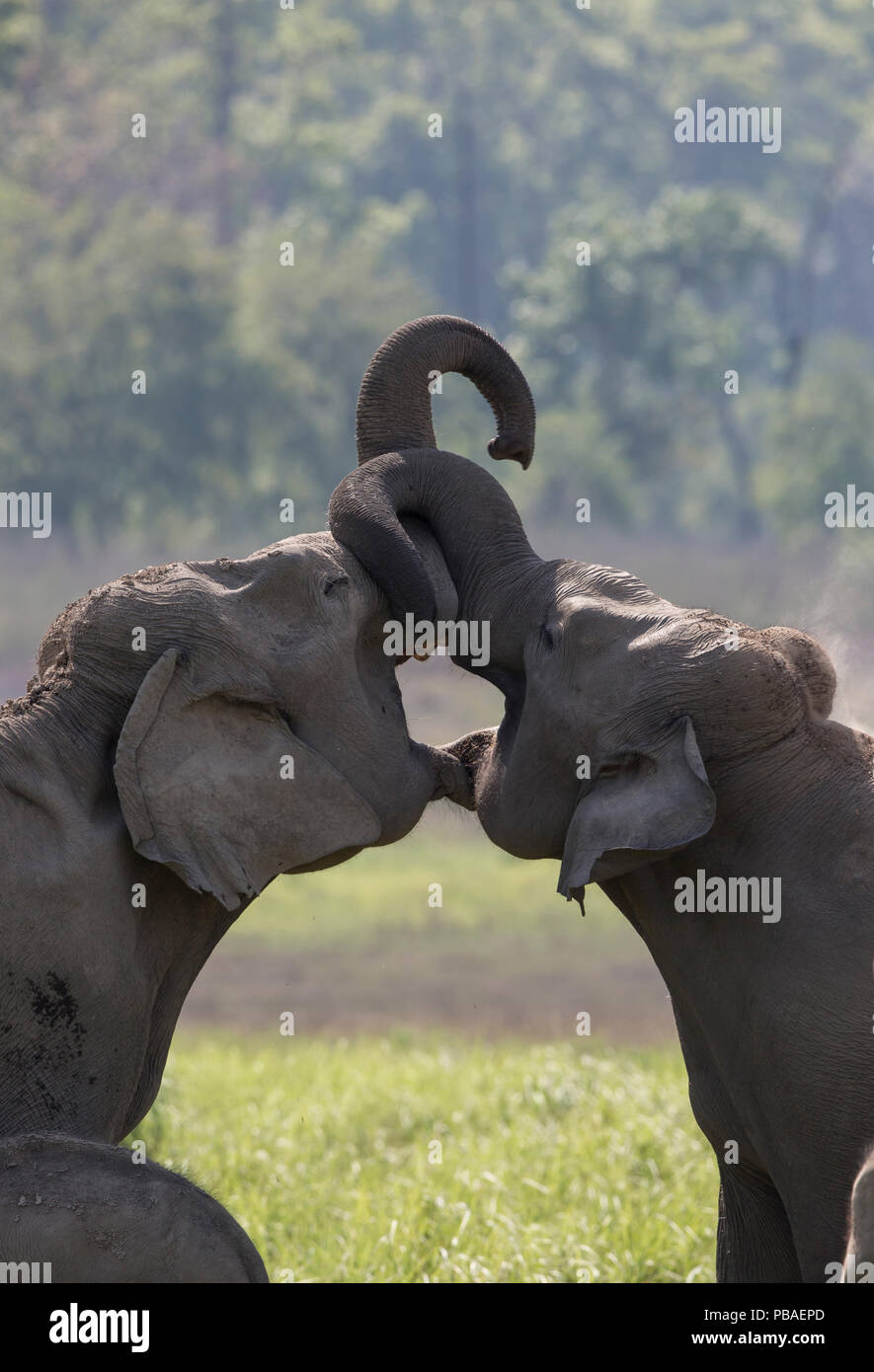 L'éléphant d'Asie (Elephas maximus) jeunes femmes jouer des combats. Jim Corbett National Park, Inde. 2014 Banque D'Images