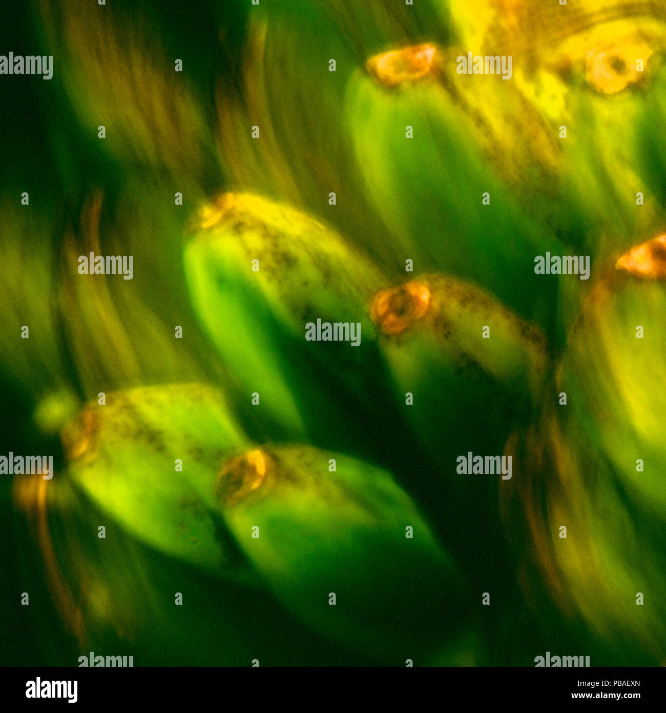 Impressionniste abstrait photo de Saba Banana Banque D'Images