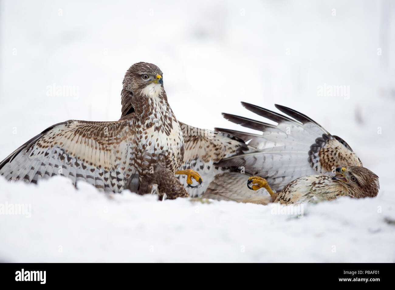 Buzzards commun (Buteo buteo) combats au sol dans la neige, en Écosse. Janvier. Dans de nombreux éloges de la protection de la faune (British Photography Awards) 2016 Banque D'Images