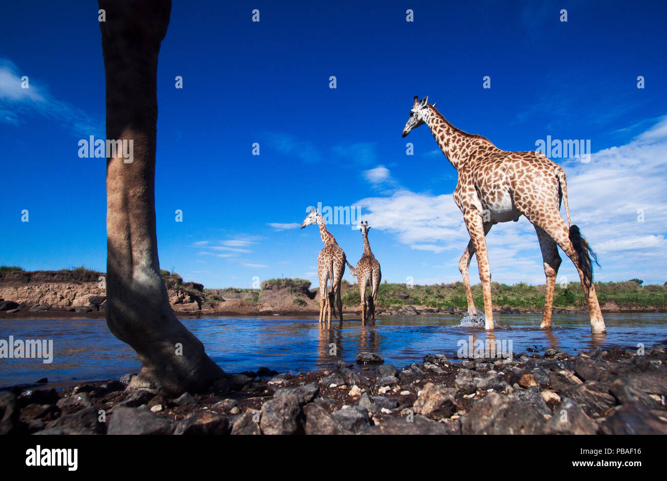 Maasai Girafe (Giraffa camelopardalis tippelskirchi) troupeau traversant la rivière Mara, Maasai Mara National Reserve, Kenya. Prises avec la caméra grand angle. Banque D'Images