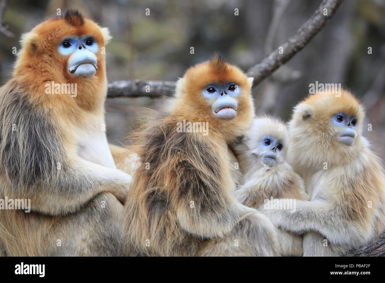 Rhinopithecus roxellana Golden Monkey (groupe) de mâle et femelle avec mortalité infantile et juvénile, les montagnes Qinling, Chine. Banque D'Images