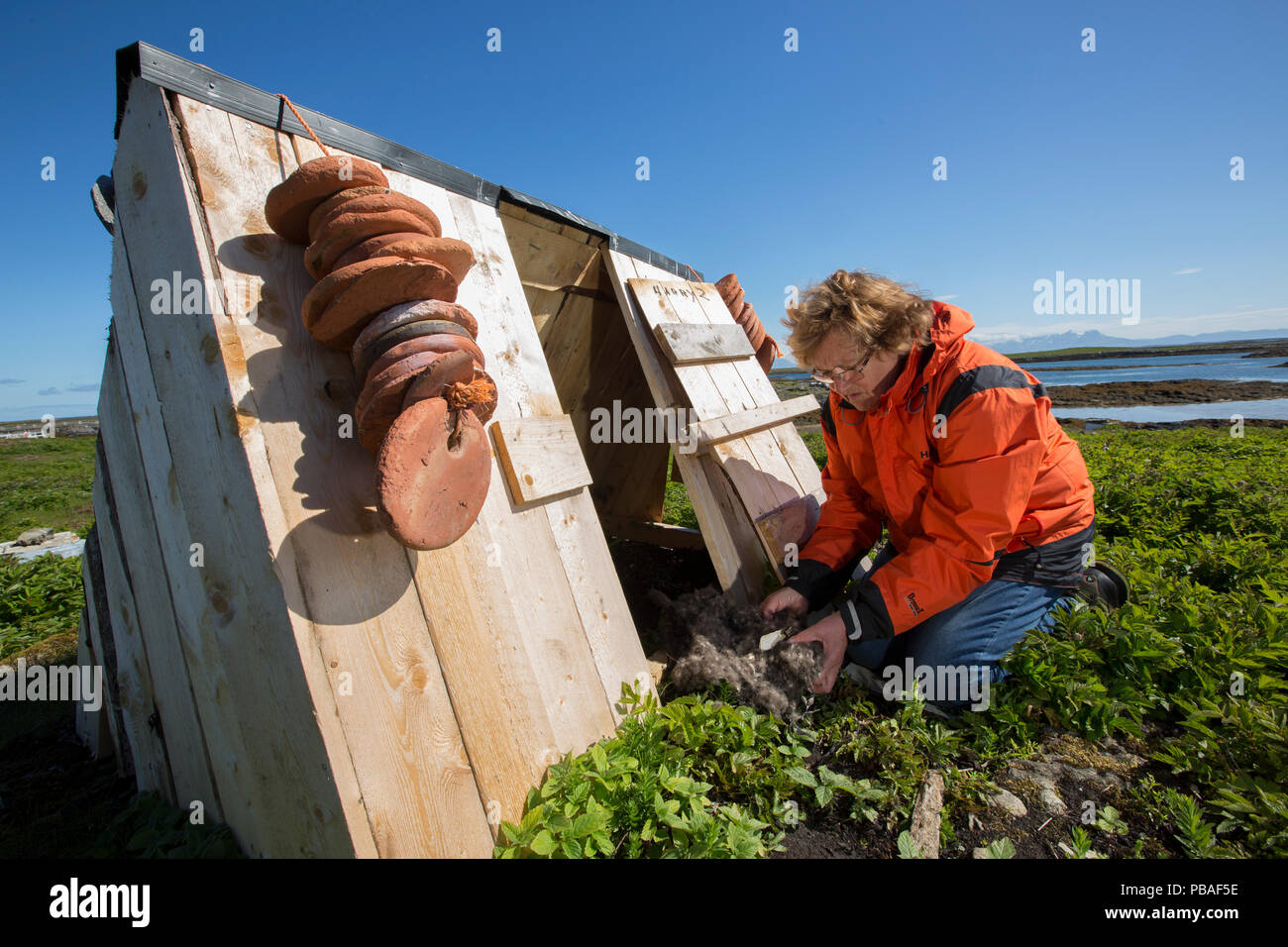 Erna contrôler l'eider à duvet (Somateria mollissima) nids chaque jour pour la collection à partir d'abris, de pose fourni Lanan, île de l'Archipel de Vega, la Norvège Juin Banque D'Images