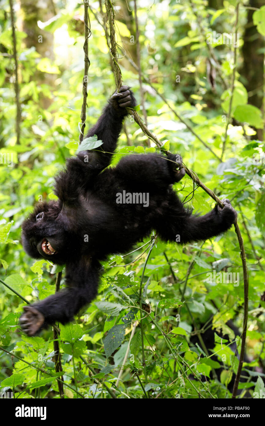 Gorille de montagne (Gorilla beringei beringei) juvenile swinging sur liana et souriant dans la forêt. Le Parc National des Virunga, en République démocratique du Congo, l'Afrique Banque D'Images Gorille de montagne (Gorilla beringei beringei) juvenile swinging sur liana et souriant dans la forêt. Le Parc National des Virunga, en République démocratique du Congo, l'Afrique Banque D'Images