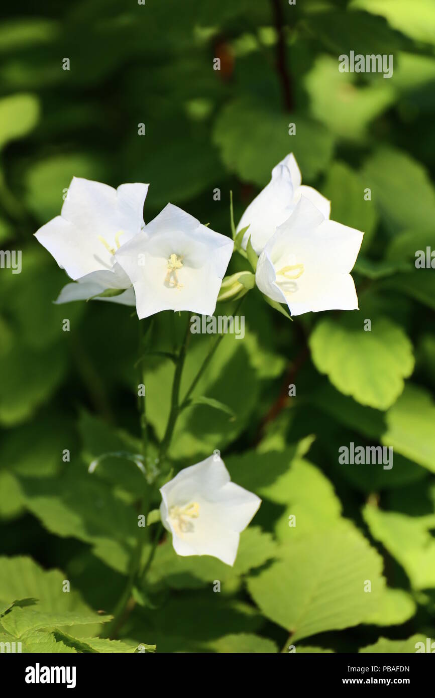 Fleurs blanches de plantes ornementales bellflower (Campanula) espèces. Banque D'Images