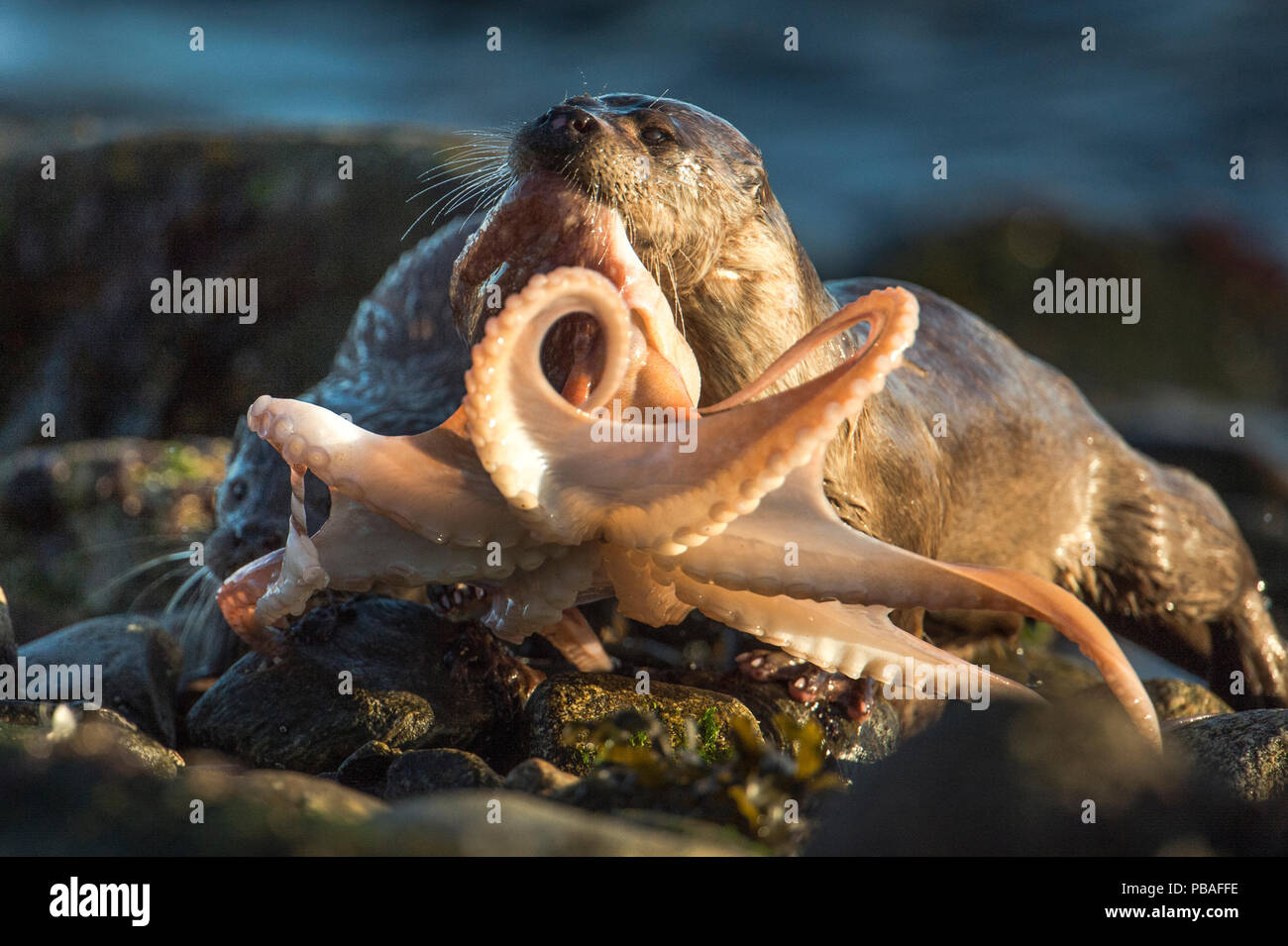 Rivière européenne loutre (Lutra lutra) féminin réunissant le poulpe à terre pour cub, Shetland, Scotland, UK, octobre. Banque D'Images
