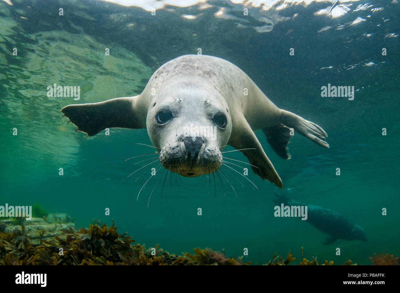 Phoque gris (Halichoerus grypus) nager vers la caméra, Orkney, Scotland, UK, août. Banque D'Images