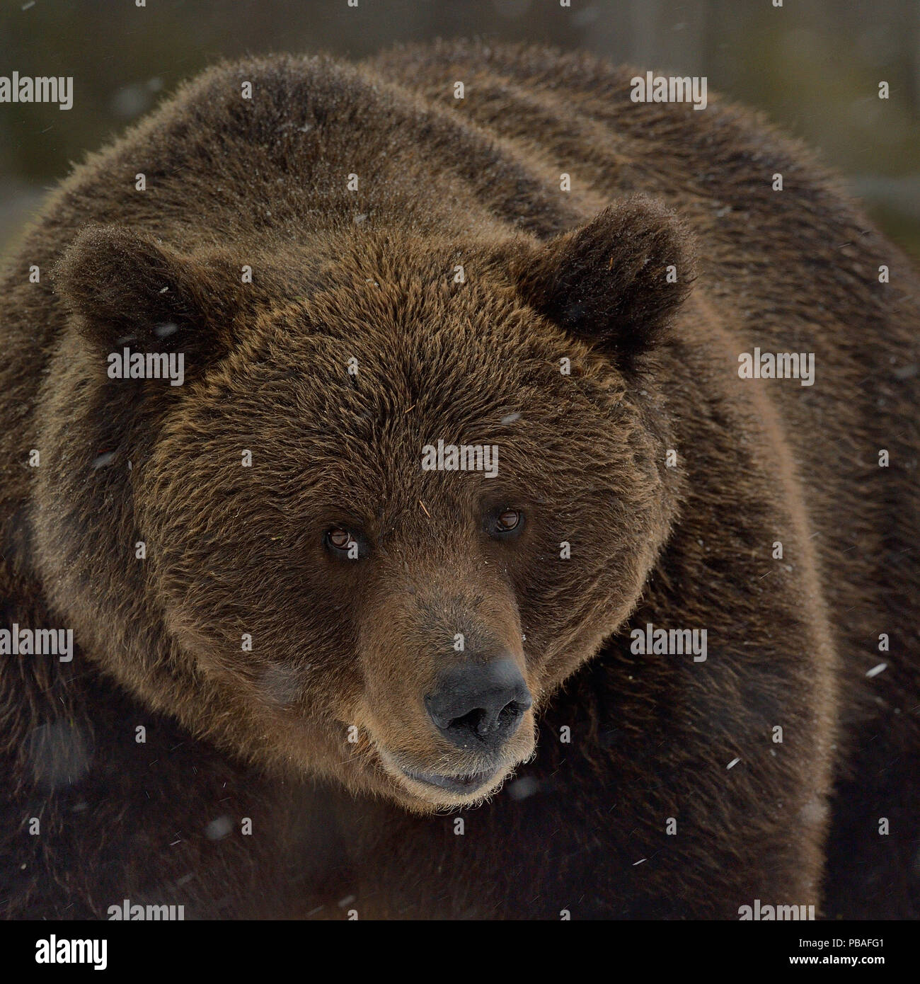 Eurasian ours brun (Ursus arctos arctos) dans la neige, au nord de la Finlande, de l'Avril. Banque D'Images