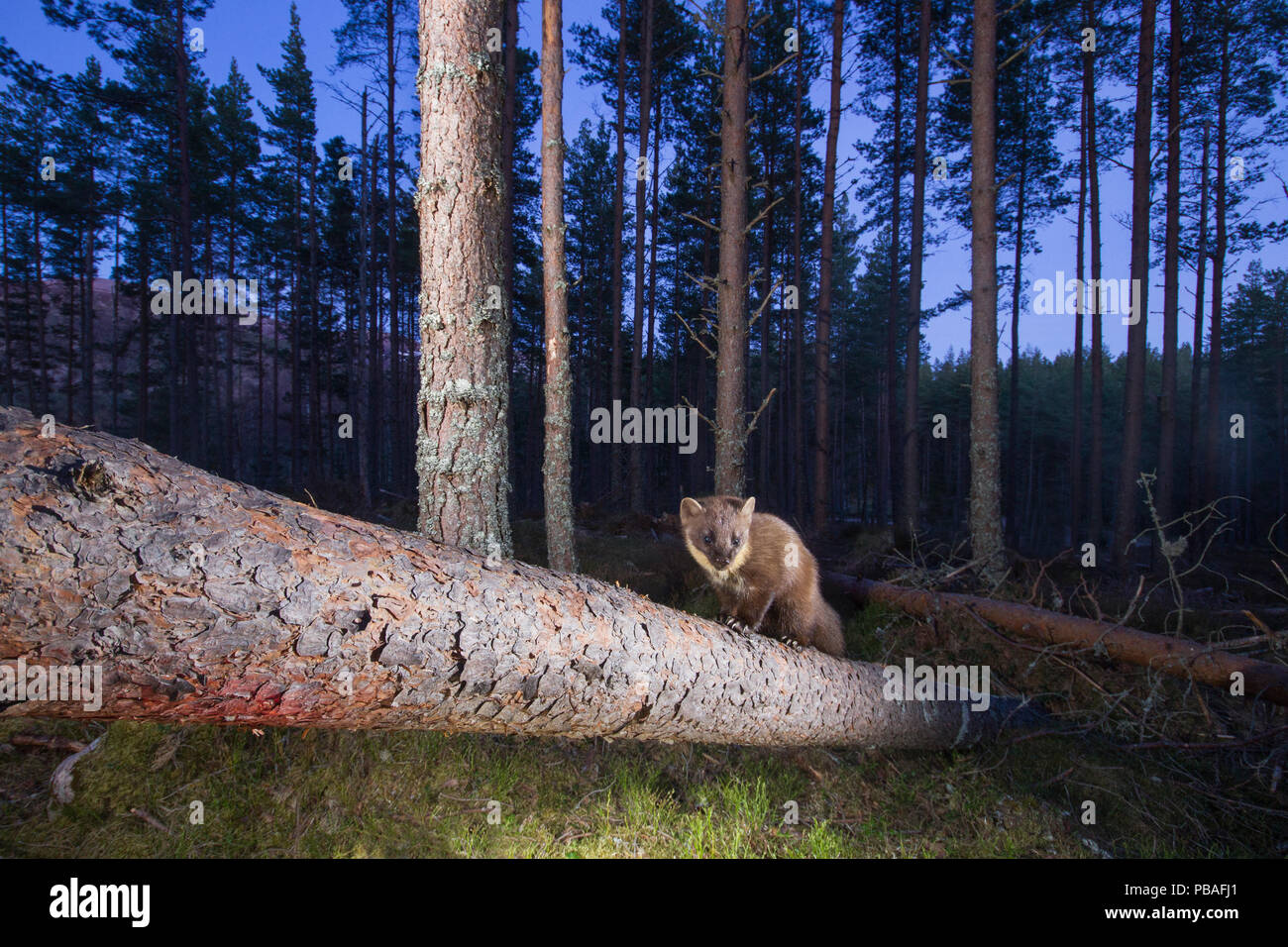 La martre (Martes martes) sur la branche tombée dans une forêt de pins au crépuscule, Glenfeshie, Parc National de Cairngorms, en Écosse, au Royaume-Uni, en avril. Banque D'Images