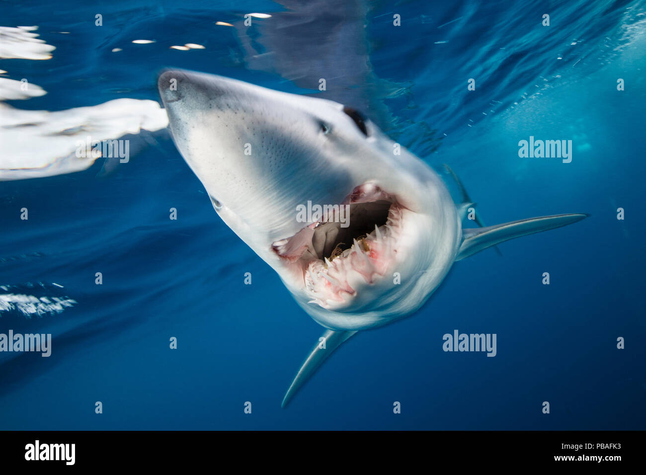 Le requin-taupe bleu (Isurus oxyrinchus) sur la tête juste en dessous de la surface, sur la côte ouest de l'Auckland, Nouvelle-Zélande, Février Banque D'Images