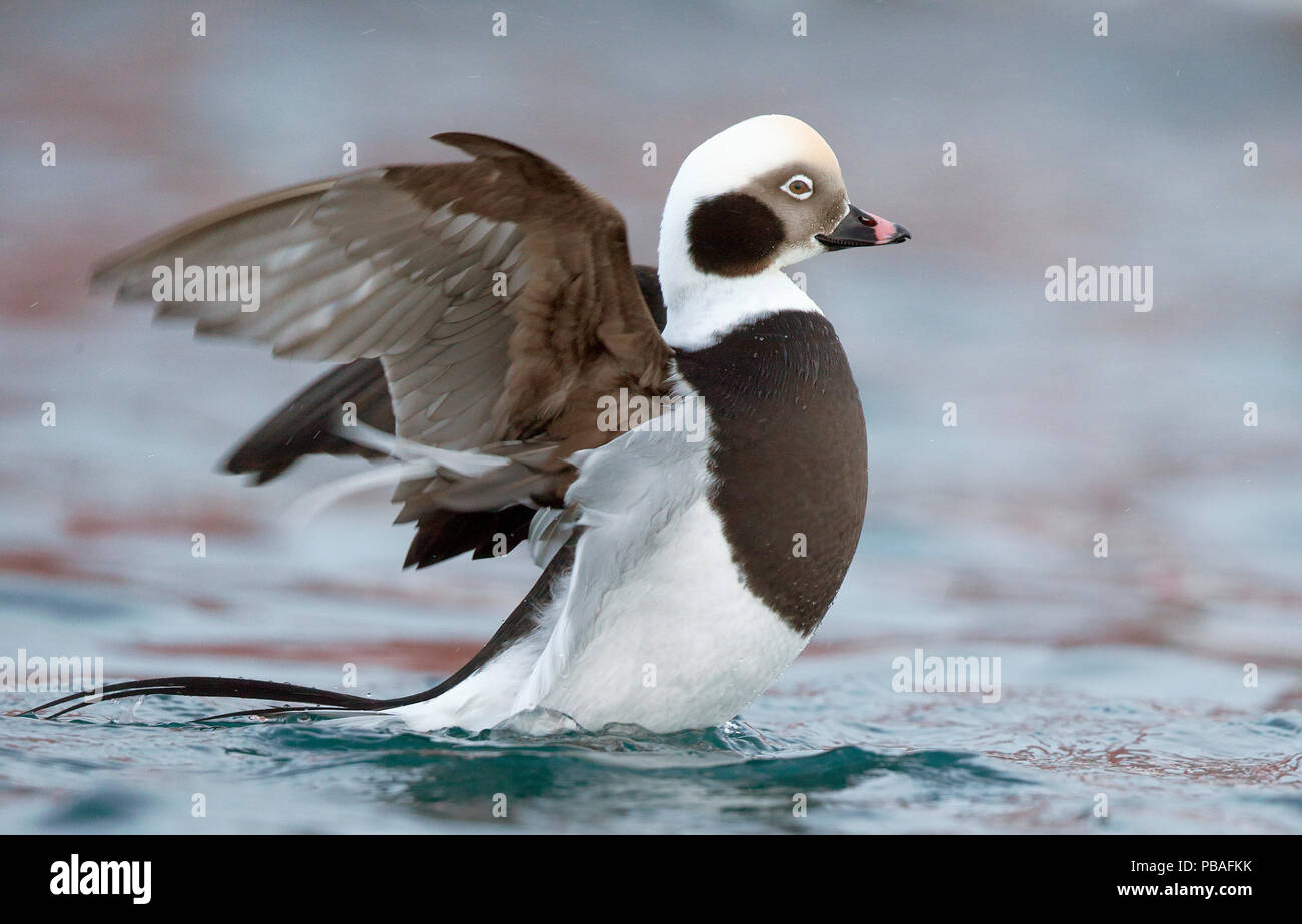Le Harelde kakawi (Clangula hyemalis) mâle clapote à la surface, Vardo, Norvège Mars Banque D'Images