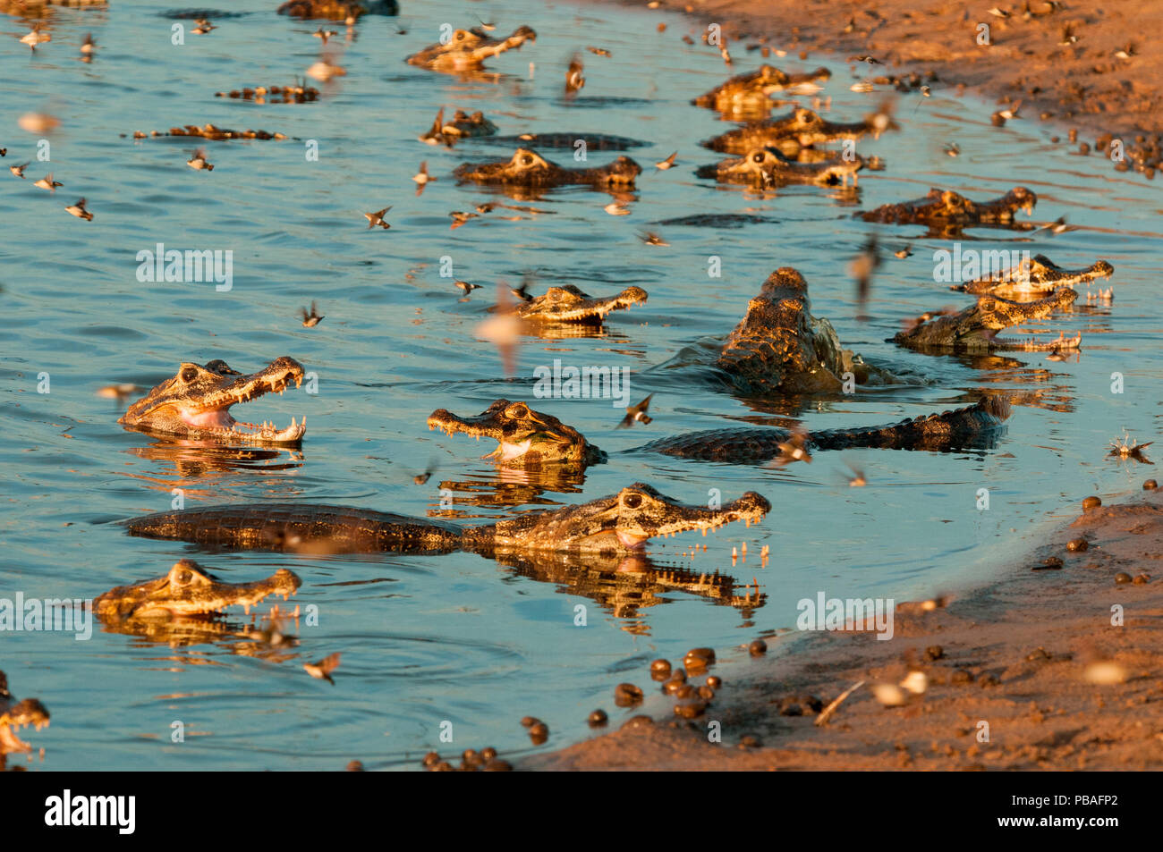 Yacare caimans (Caiman yacare) tente de prendre des sphinx à un trou d'eau, Fazenda Baia das Pedras, Pantanal, Brésil. Pris sur place pour les Sauvages série BBC Brésil. Banque D'Images