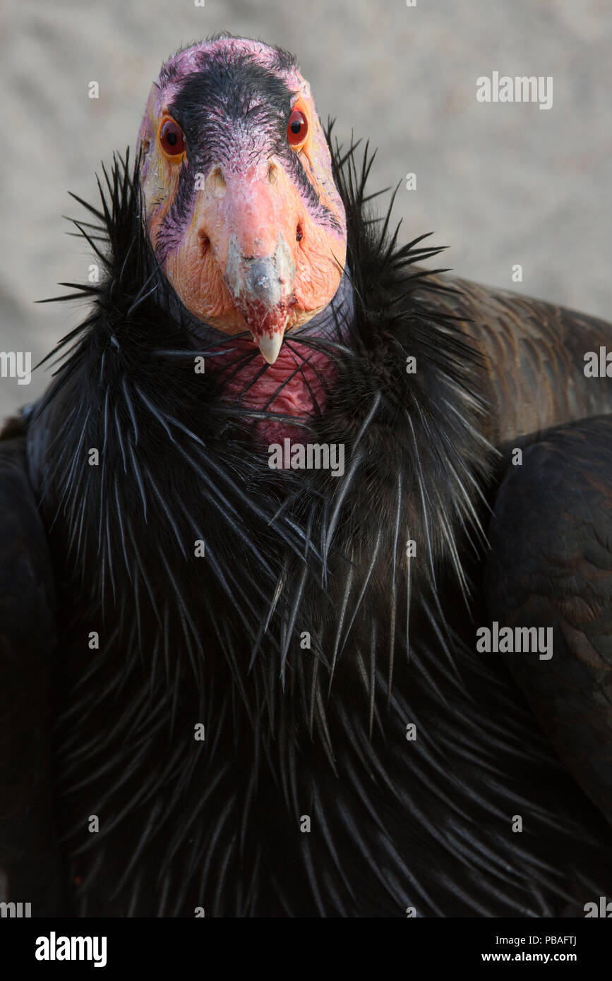 Mâle mature Condor de Californie (Gymnogyps californianus) utilisé pour le programme de reproduction en captivité afin de rétablir cette espèce en danger critique. L'Idaho. Février. Banque D'Images