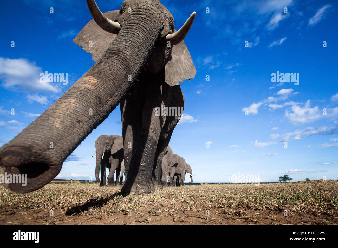 L'éléphant africain (Loxodonta africana) télédétection avec son tronc - Point de vue de l'appareil photo à distance. Masai Mara National Reserve, Kenya. Banque D'Images