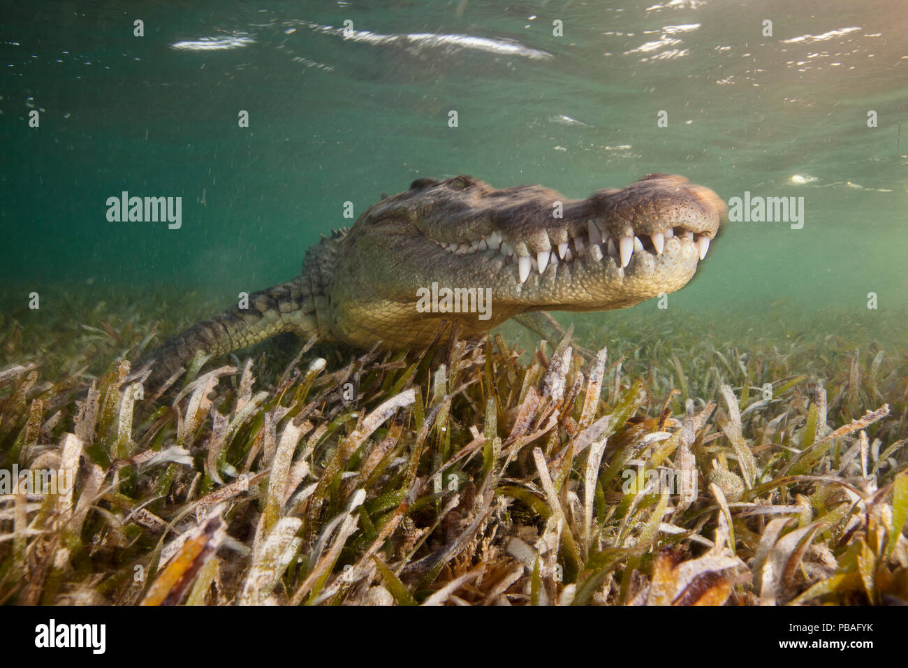 Crocodile (Crocodylus acutus) portrait sur lit d'herbes marines peu profondes en ater, Réserve de biosphère Banco Chinchorro, Caraïbes, Mexique, mai. Banque D'Images