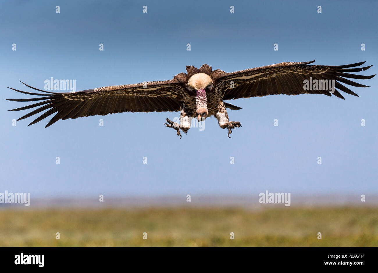 L'Ruppell vautour fauve (Gyps rueppellii) arrivant sur la terre près de la carcasse. Plaine de Ndutu. Zone de conservation de Ngorongoro, en Tanzanie. Banque D'Images