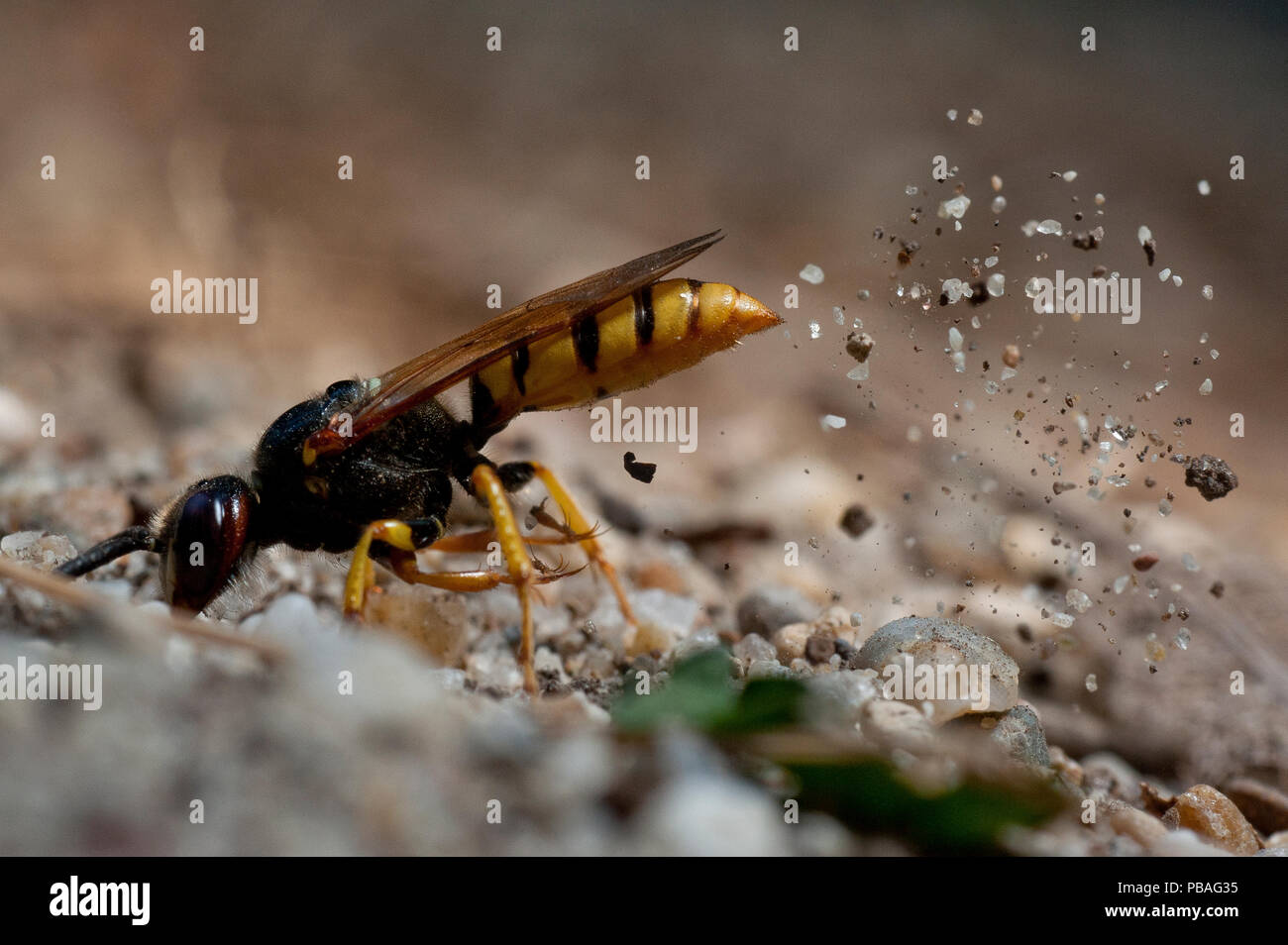 Beewolf Philanthus triangulum (européenne) creuser nid, Budapest, Hongrie Banque D'Images