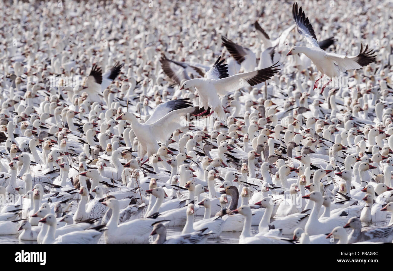L'Oie des neiges (Chen caerulescens) grande bande avec un peu de l'atterrissage, Bosque del Apache, New Mexico, USA, décembre. Banque D'Images