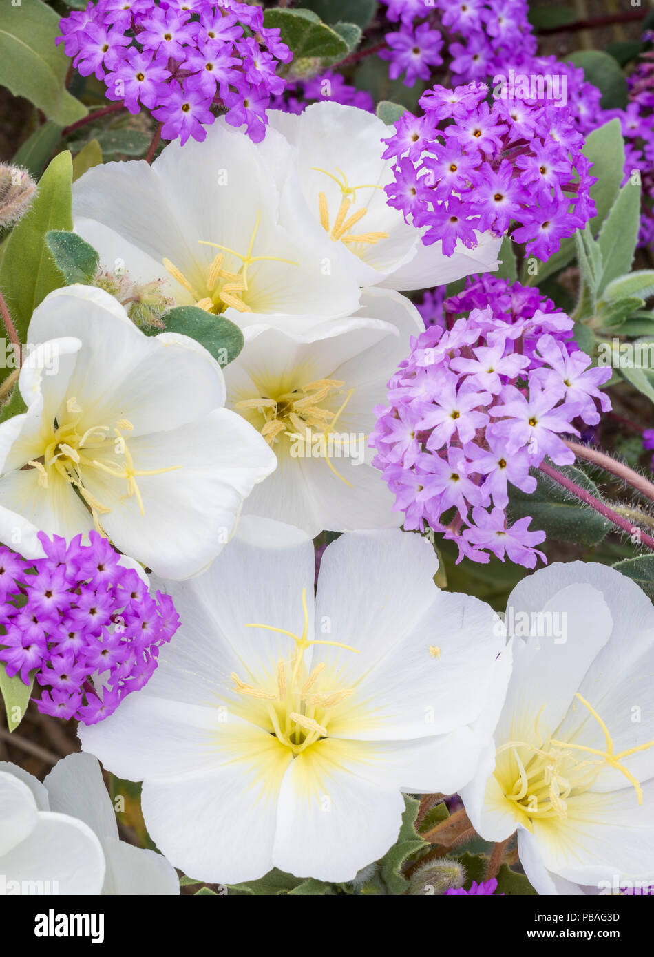 Abronie à petites fleurs (péricarpe) et The Birdcage onagre (Oenothera deltoides) close up, Anza-Borrego State Park, Californie, USA. Mars 2017. Ces plantes fleurissent pendant le plus grand 'super-bloom dans ans provoqué par l'augmentation des pluies hivernales. Banque D'Images