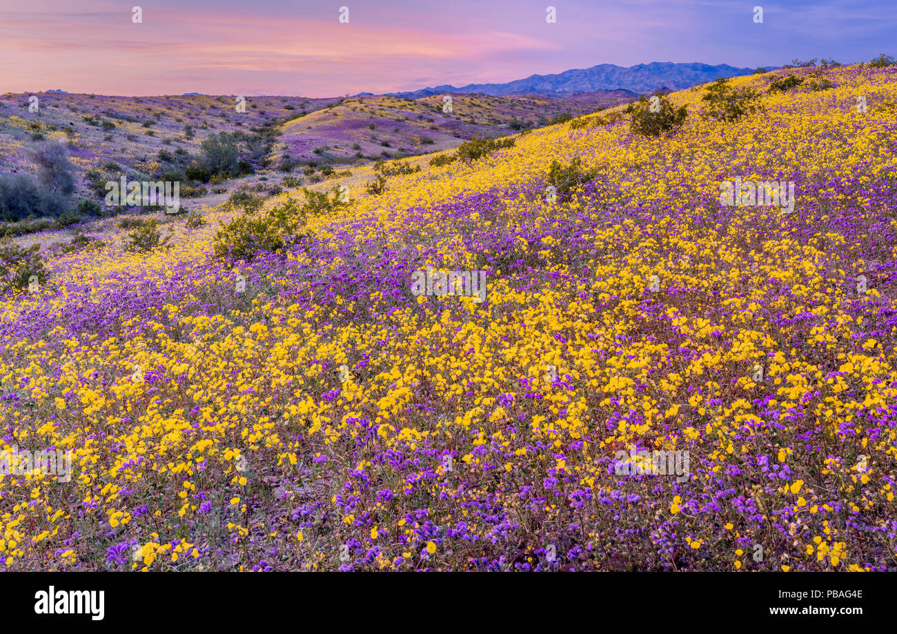 La montagne, avec des contreforts Whipple bloom de masse de l'encoche feuilles des mauvaises herbes-scorpion (Phacelia crenula) et Heartleaf onagre (Camissonia cardiophylla Whipple) Mountain Wilderness en arrière-plan, désert de Sonora, California, USA. Mars. Ces plantes fleurissent pendant le plus grand 'super-bloom dans ans provoqué par l'augmentation des pluies hivernales. Banque D'Images