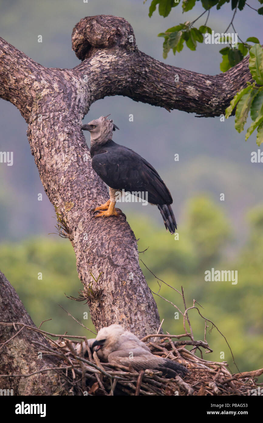 (Harpia harpyja harpie), Femme avec chick chick, nid sur l'alimentation. Parc national de Carajas, Amazonas, Brésil. Banque D'Images