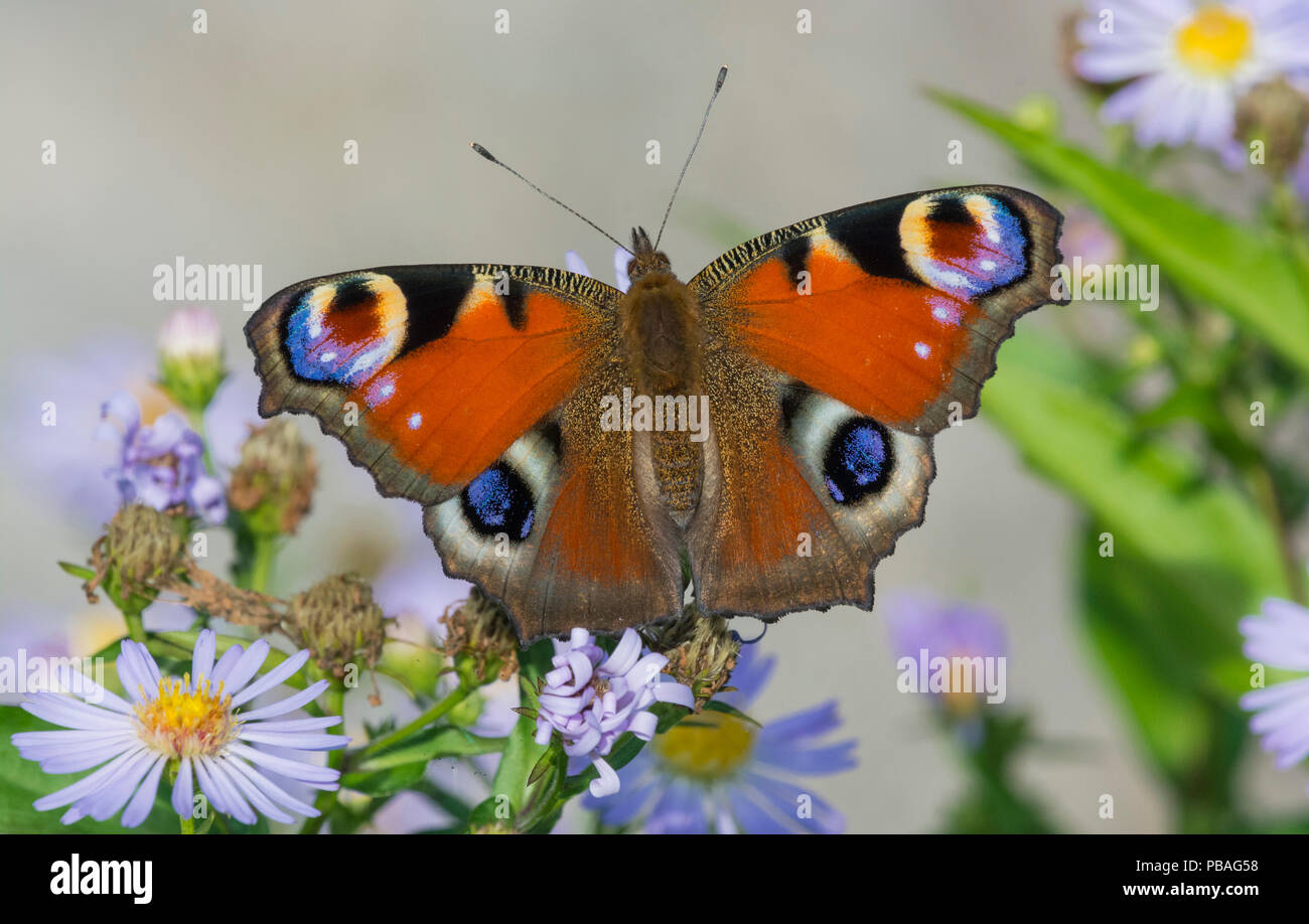 Peacock butterfly (Inachis io) est apparu récemment sur les asters, Jyvaskyla, Finlande, août. Banque D'Images