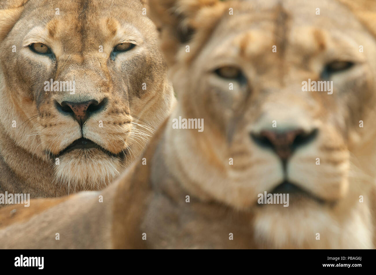 Lion (Panthera leo) Portrait de deux lionnes, captive, se produisent en Afrique. Banque D'Images