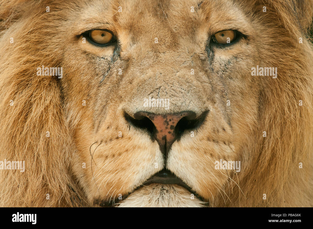 Male lion (Panthera leo) portrait, portrait, captive, se produit en Afrique. Banque D'Images