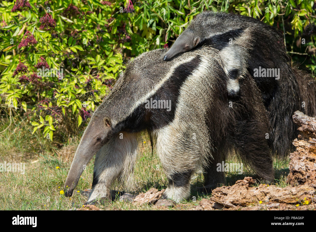 Fourmilier Geant Myrmecophaga Tridactyla Exercant Son Bebe Sur Le Dos Captive Se Produit En Amerique Centrale Et Du Sud Les Especes Vulnerables Photo Stock Alamy