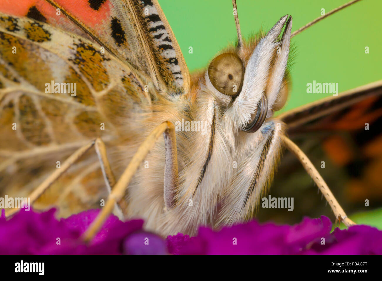 Papillon belle dame (Vanessa cardui) sur fleur, parc national de Peak District, Derbyshire, Royaume-Uni. Septembre. Banque D'Images