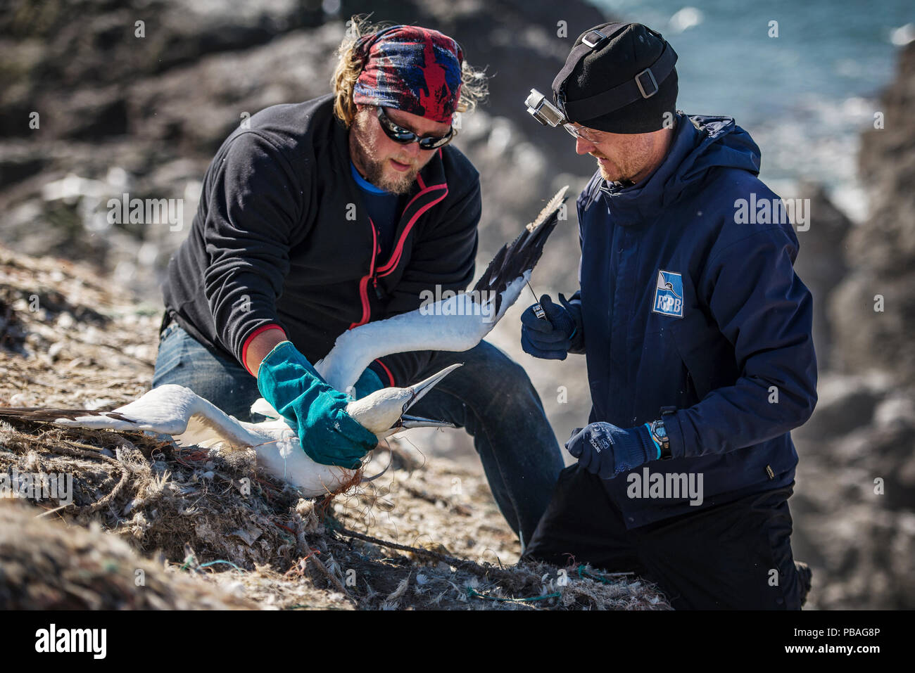 Libérer les scientifiques de Bassan (Morus bassanus) empêtré dans les déchets marins. Grassholm Island, au Pays de Galles, Royaume-Uni. Octobre 2015. Banque D'Images