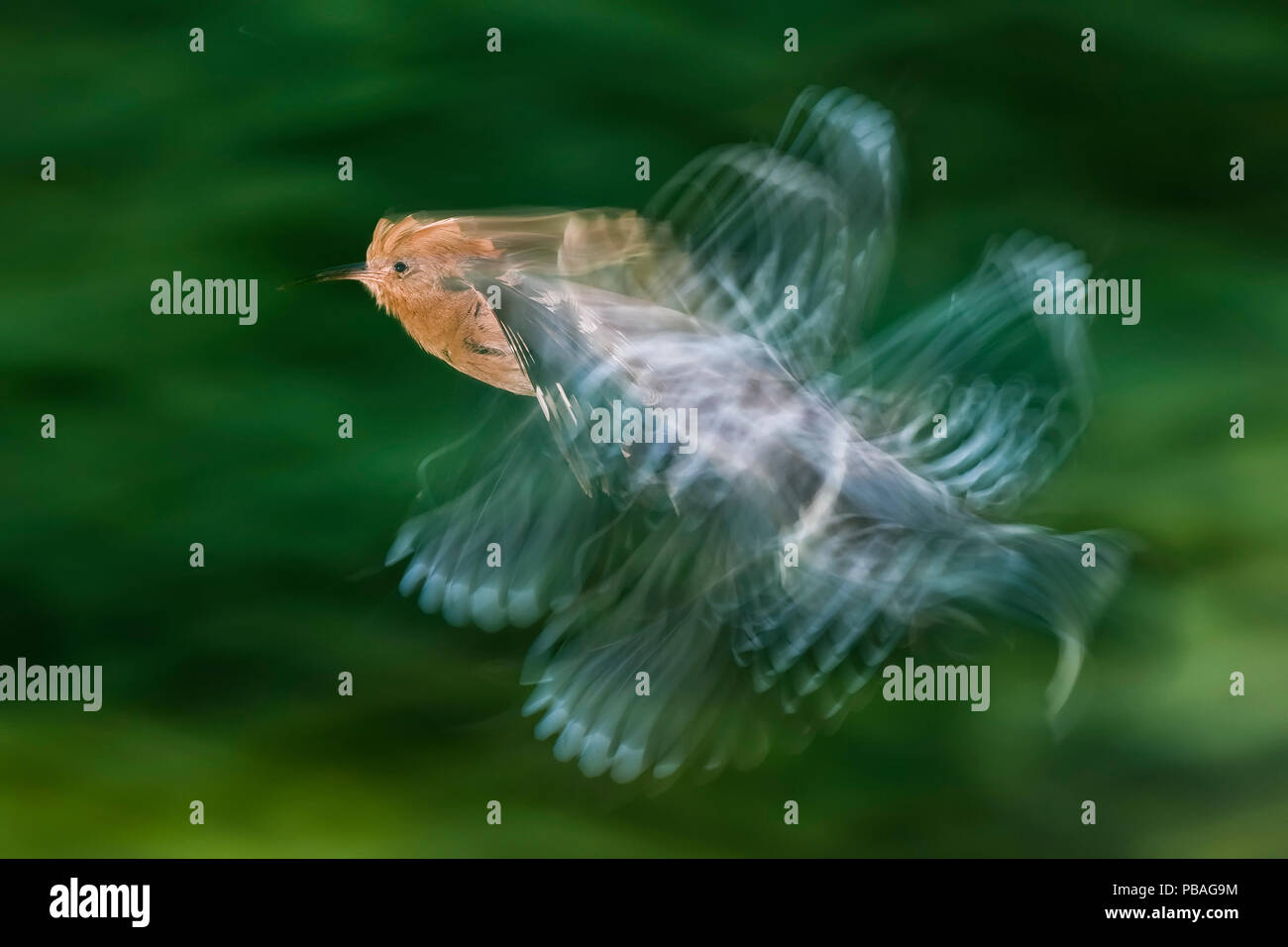 Huppe fasciée (Upupa epops) en vol avec des ailes floues, Pusztaszer Kiskunsagi, Parc National, la Hongrie. Mai. Banque D'Images