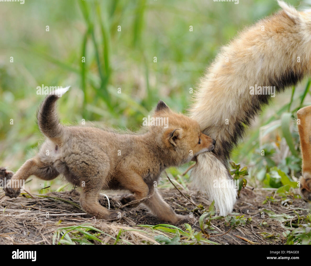 Le renard roux (Vulpes vulpes) cub de mordre la queue des mâles adultes, la réserve naturelle de Kronotsky Zapovednik, péninsule du Kamchatka, Extrême-Orient russe. De juin. Banque D'Images