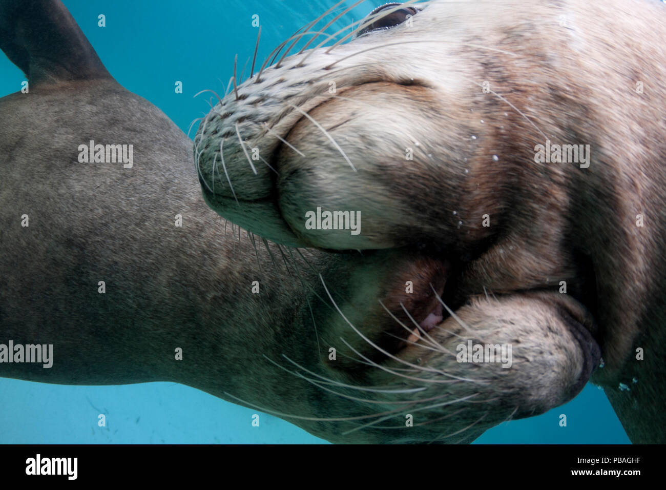 Deux lions de mer australiens mâles (Neophoca cinerea) faire semblant de se battre avec l'autre, Carnac Island, Australie occidentale. Banque D'Images