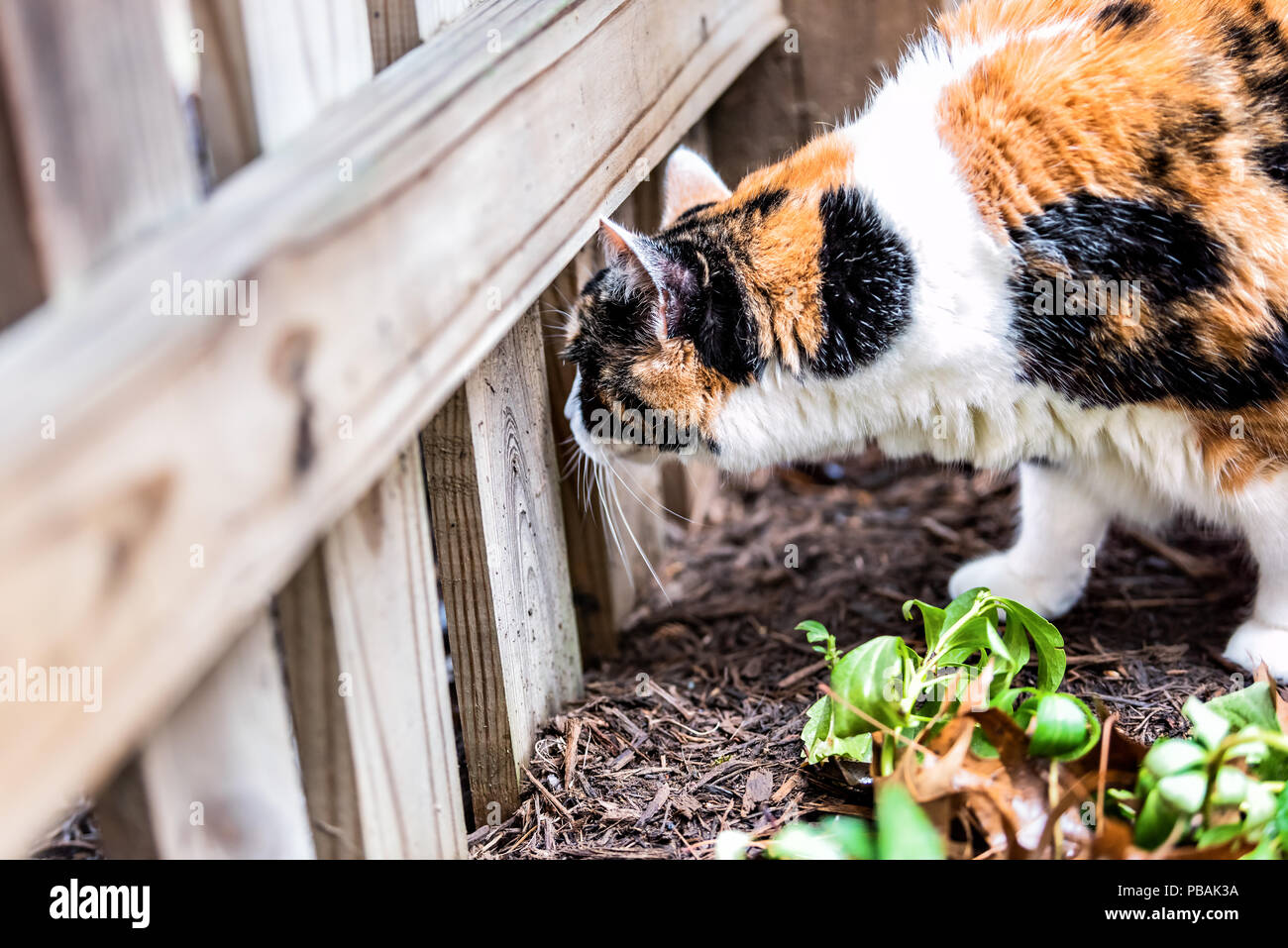 Gros plan du visage de chat calico, reniflant l'odeur de l'extérieur dans le jardin, le marquage du territoire, chambre ou maison, cour arrière avec du paillis, à l'intermédiaire de w Banque D'Images