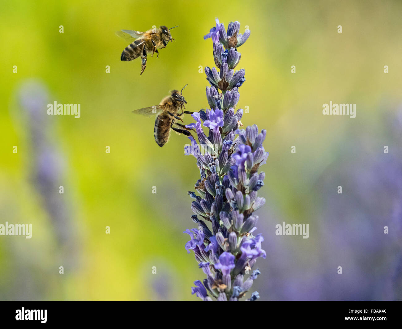 Travailleur d'abeilles Apis mellifera se nourrissant de lavande jardin Banque D'Images