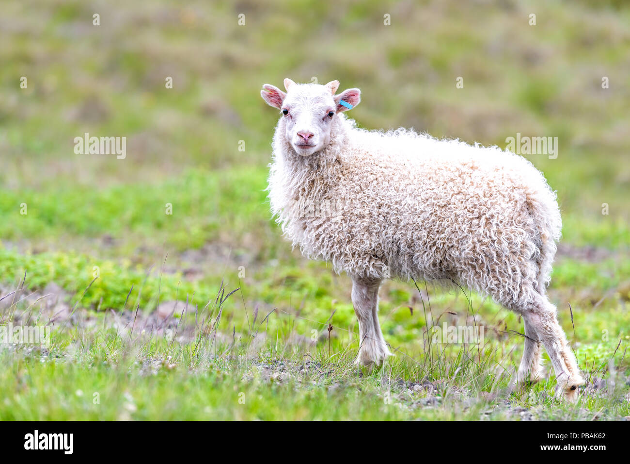 Un Adorable Bebe Mignon Jeune Agneau Mouton Islandais Debout Posant Sur L Herbe Verte Au Niveau De L Exploitation Des Paturages Champs Hill En Islande Photo Stock Alamy