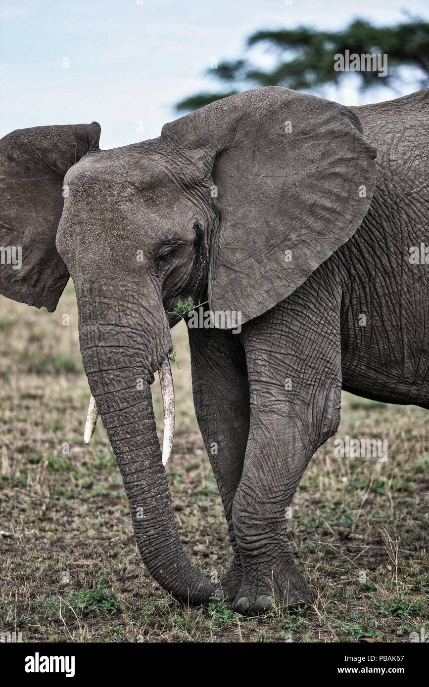 African Safari wildlife en Tanzanie. Banque D'Images