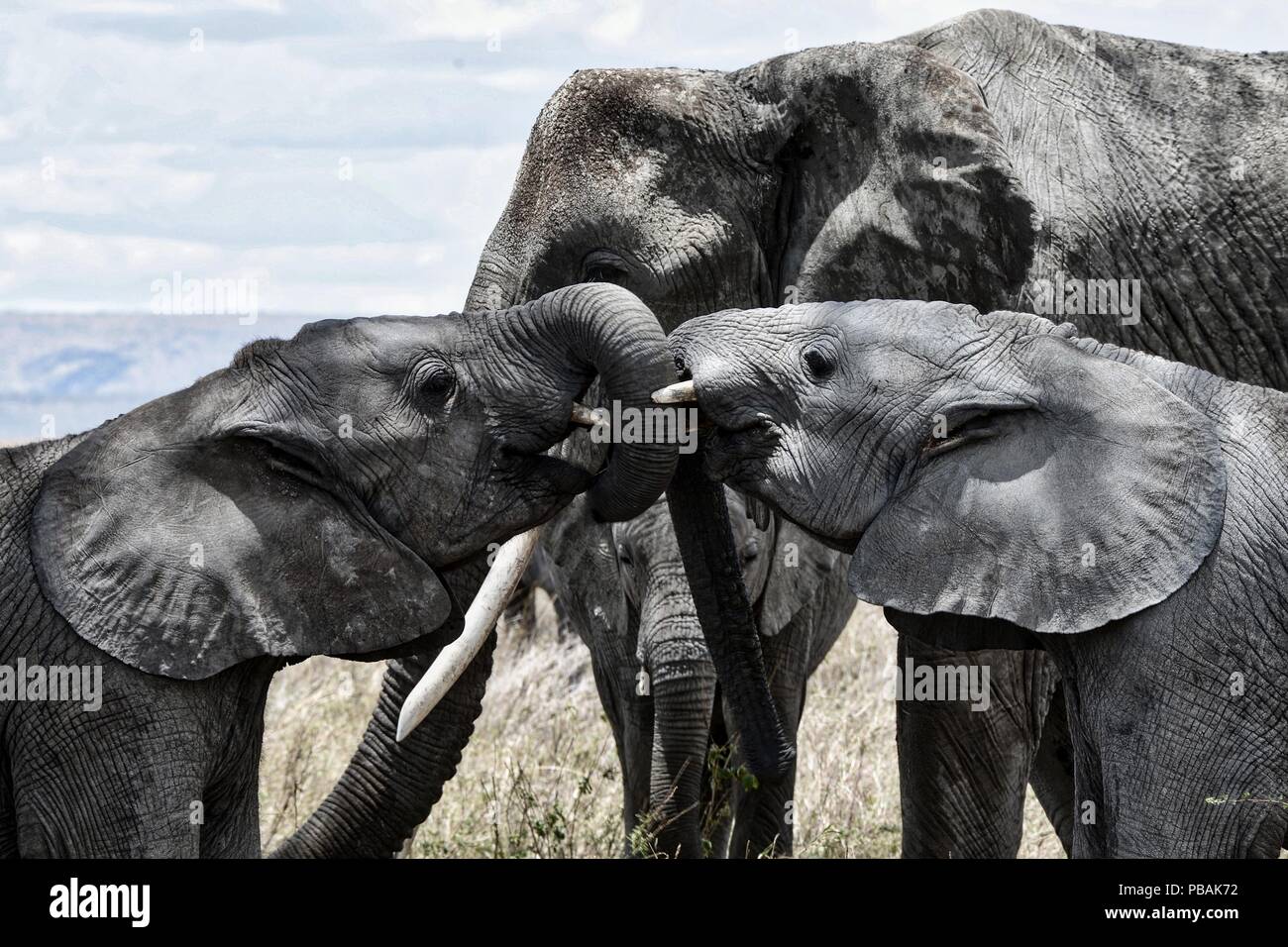 African Safari wildlife en Tanzanie. Banque D'Images