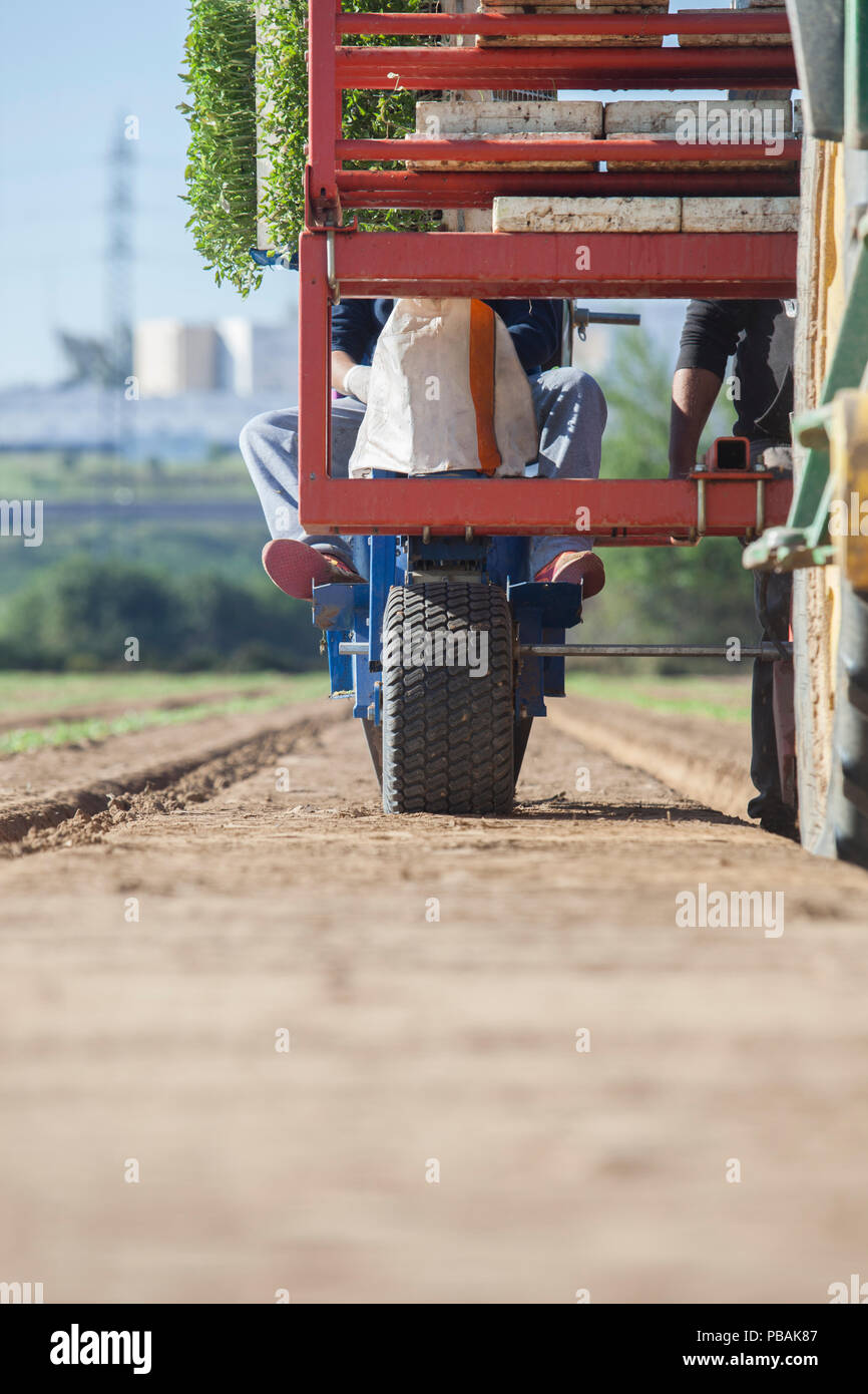 L'alimentation des travailleurs machine repiqueuse carrousel. Les semis de tomates traiter Banque D'Images